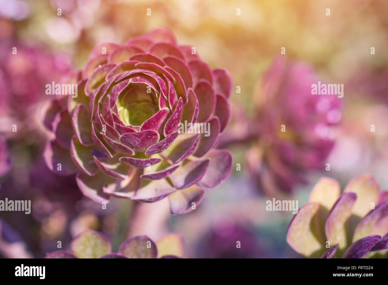 Makro-Bild lila Blumen, abstrakte weichen Blumenkarte Stockfoto