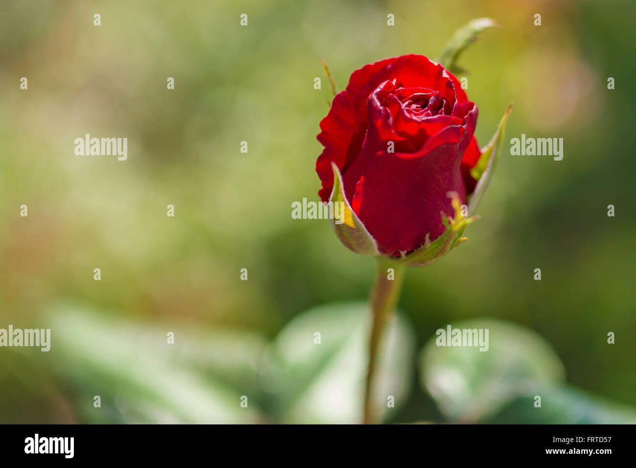 Rote Rose im Garten Stockfoto