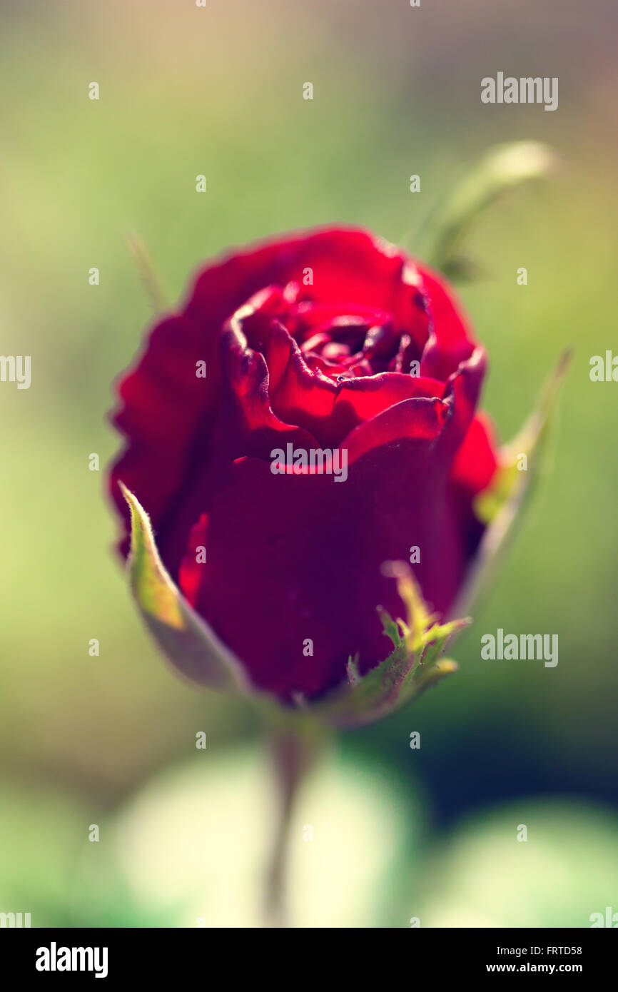 Rote Rose im Garten Stockfoto