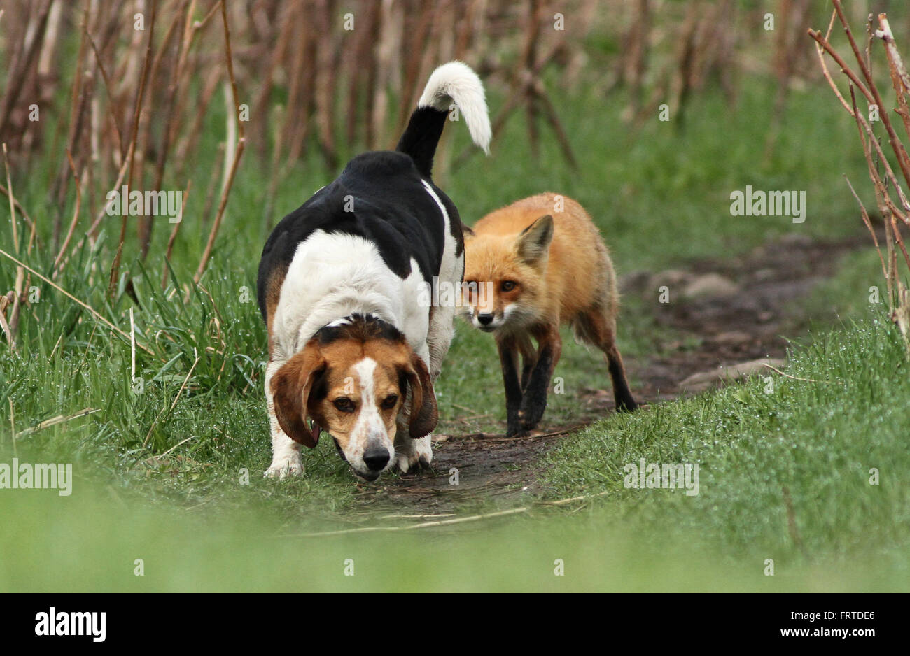 Wahrscheinlich der weltweit schlimmsten Jagdhund. Der Beagle und der Fuchs. Wahre Geschichte, nicht Photoshop. Stockfoto