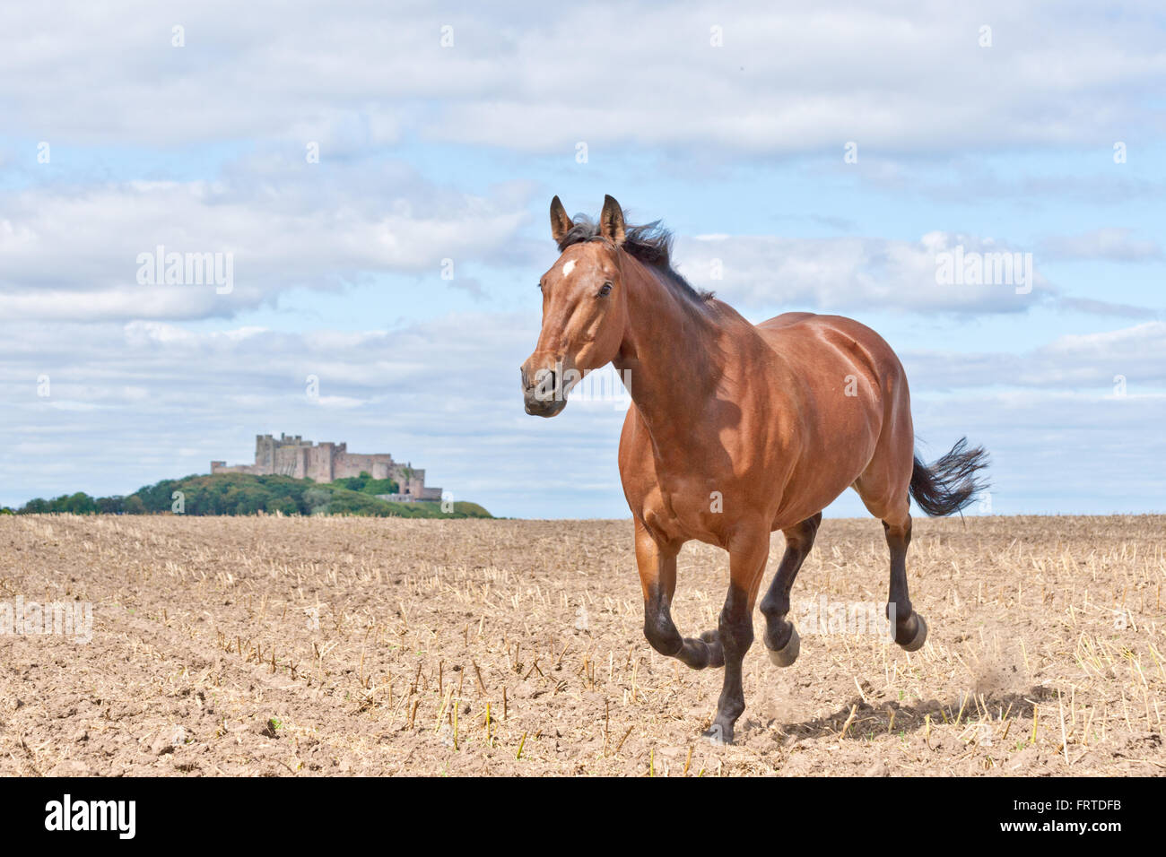 Galoppierendes Pferd quer über einen Acker von Burg Stockfoto