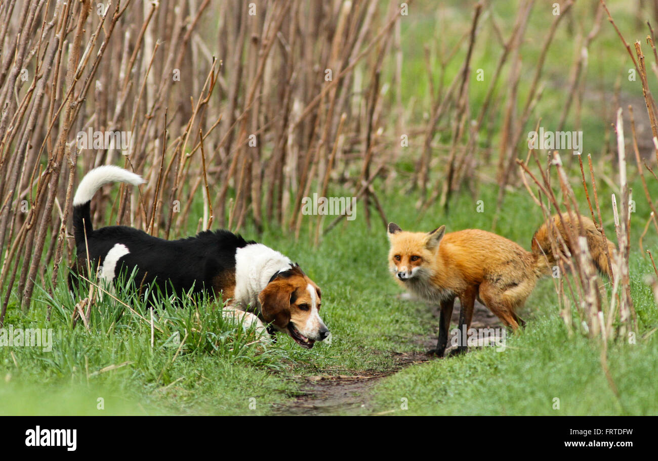 Wahrscheinlich der weltweit schlimmsten Jagdhund. Der Beagle und der Fuchs. Wahre Geschichte, nicht Photoshop. Stockfoto
