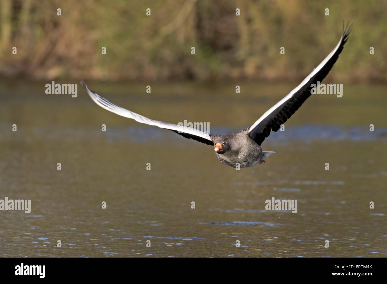 Graugans (Anser Anser), fliegen, Hamburg, Deutschland, Europa Stockfoto