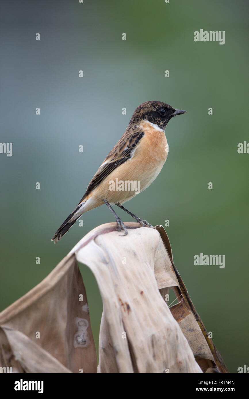 Sibirische Schwarzkehlchen oder asiatischen Schwarzkehlchen Saxicola Maurus einzigen männlichen Portrait auf toten Baum Bananenblatt im langen Tal Hong Kong Stockfoto