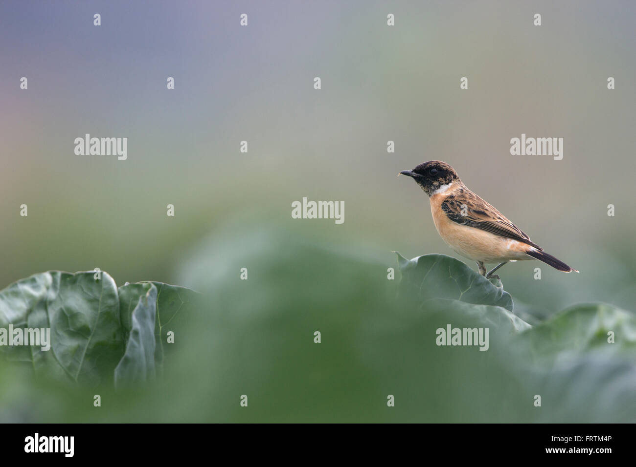 Sibirische Schwarzkehlchen oder asiatischen Schwarzkehlchen Saxicola Maurus einzelnes Männchen auf grünem Blattgemüse Ackerland im langen Tal Hong Kong Stockfoto