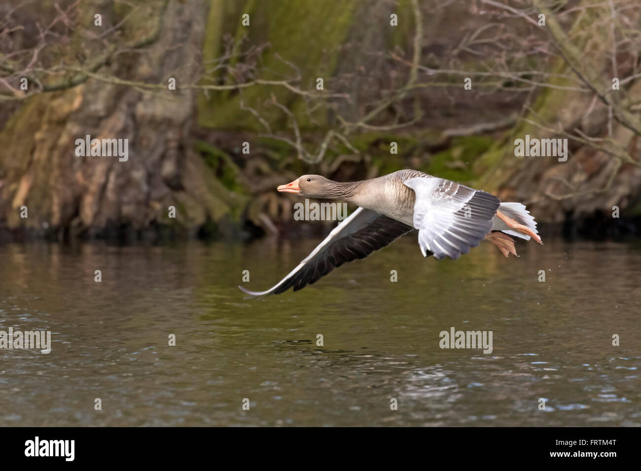 Graugans (Anser Anser), fliegen, Hamburg, Deutschland, Europa Stockfoto