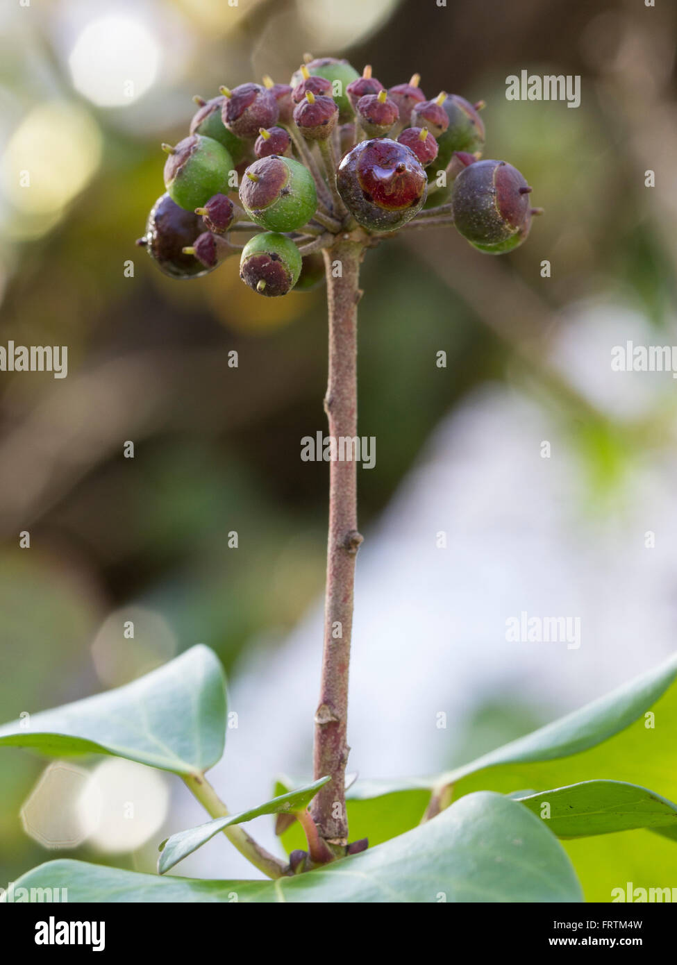 Ivy Beeren Hedera Helix halb reif in Cornwall UK Stockfoto