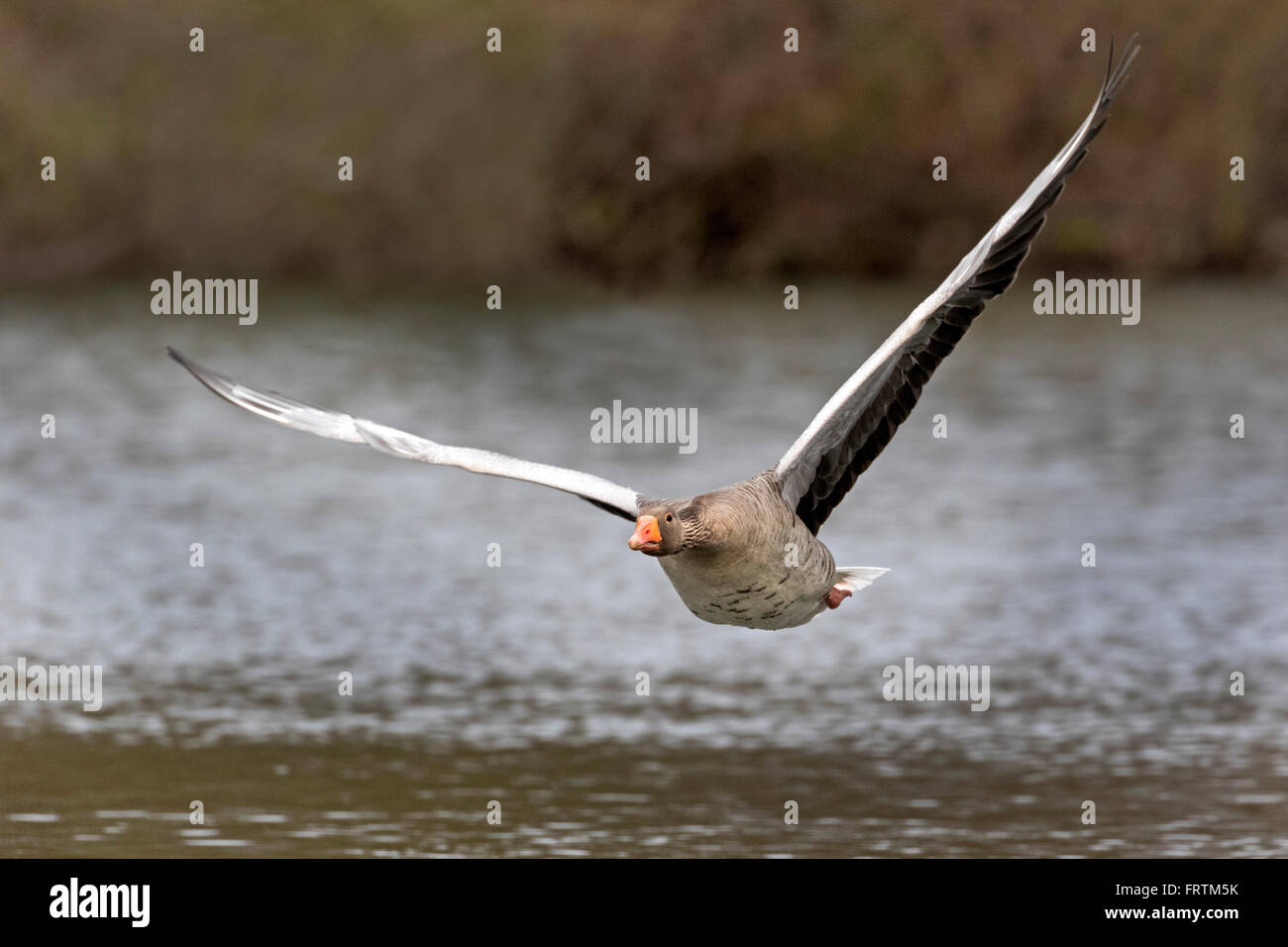 Graugans (Anser Anser), fliegen, Hamburg, Deutschland, Europa Stockfoto