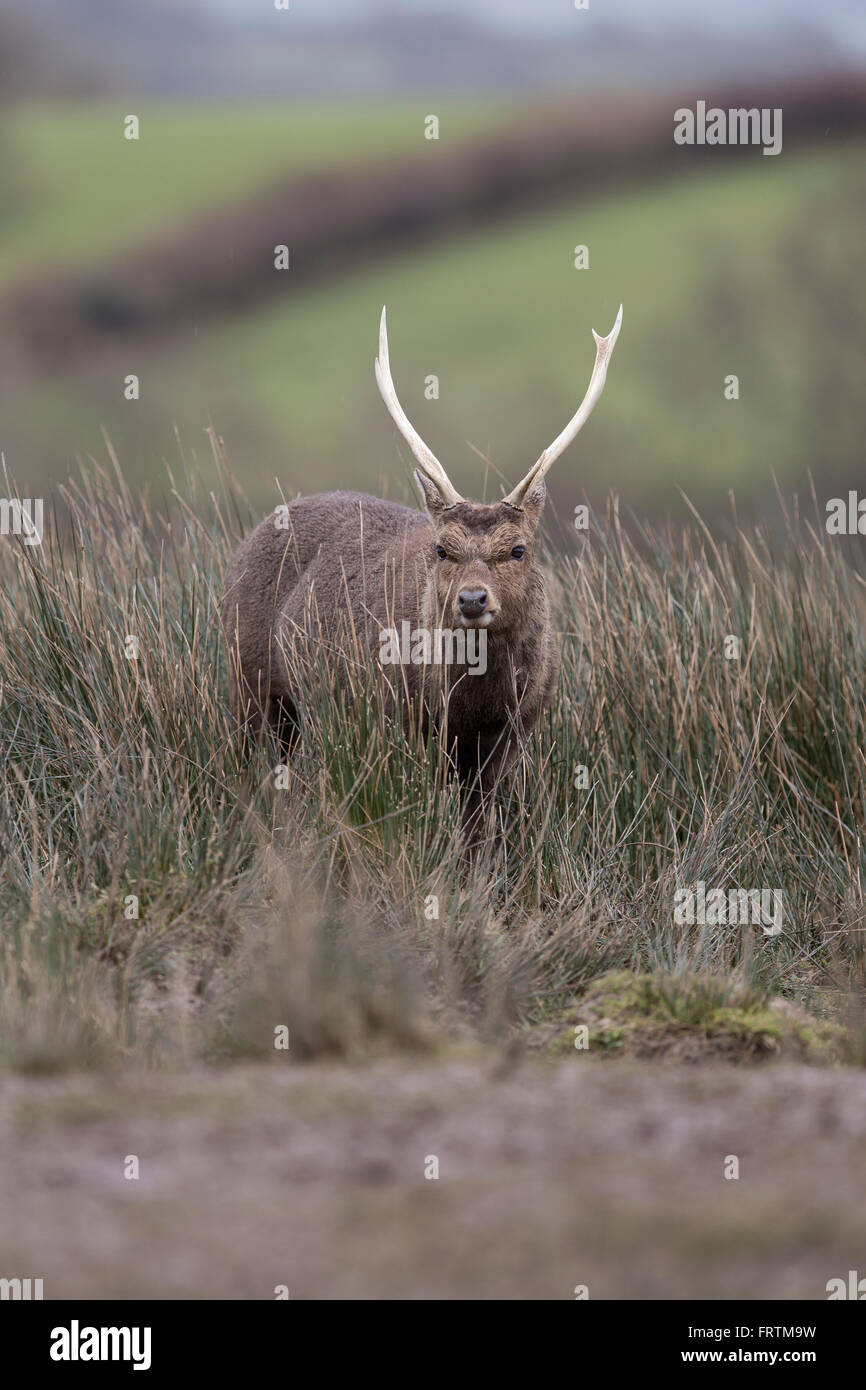Sika Hirsch Cervus Nippon männliche einzelne Porträt Gras im Winter Königreich Stockfoto