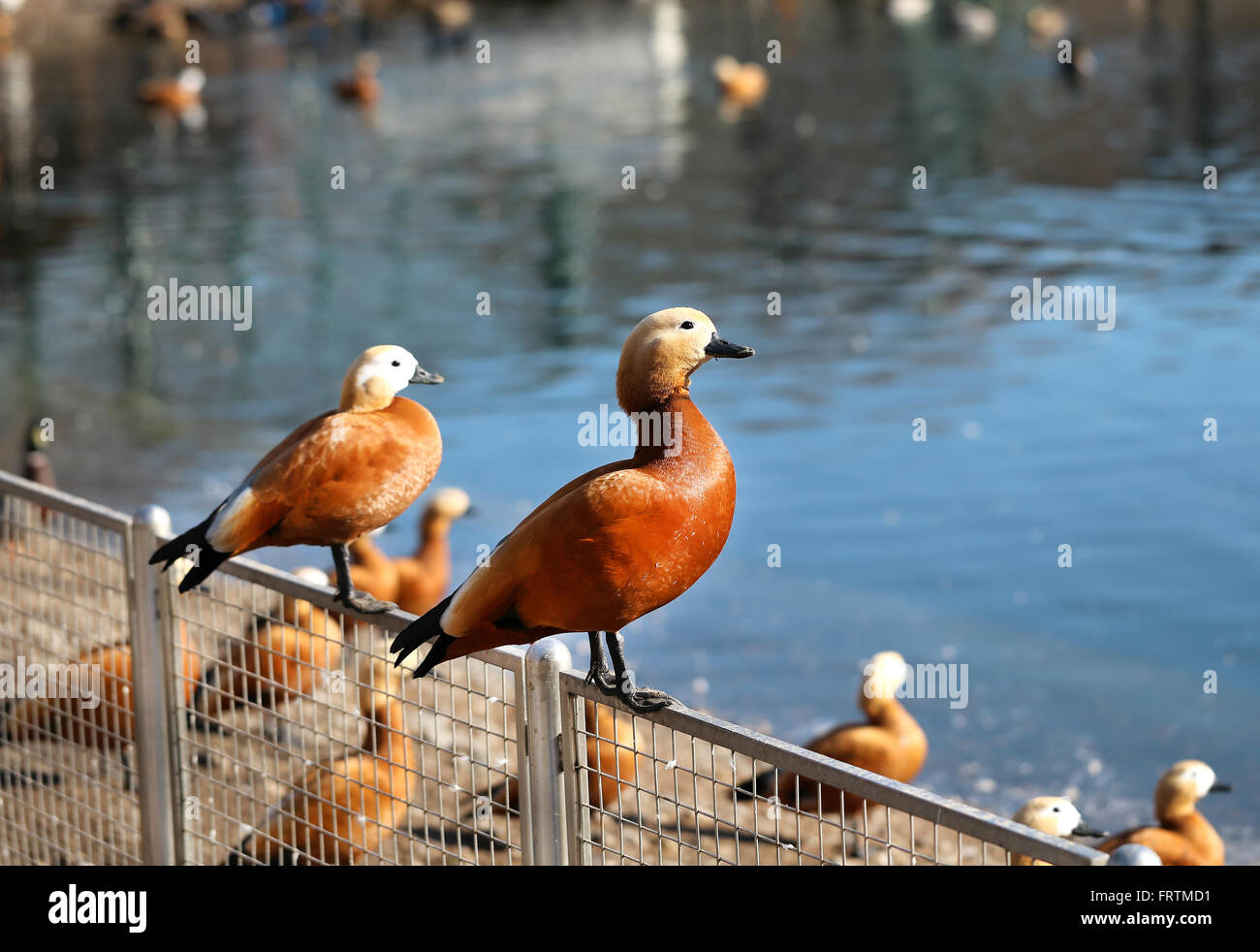 Schöne große Ente mit einem roten Gefieder auf dem Hintergrund des Teiches Stockfoto