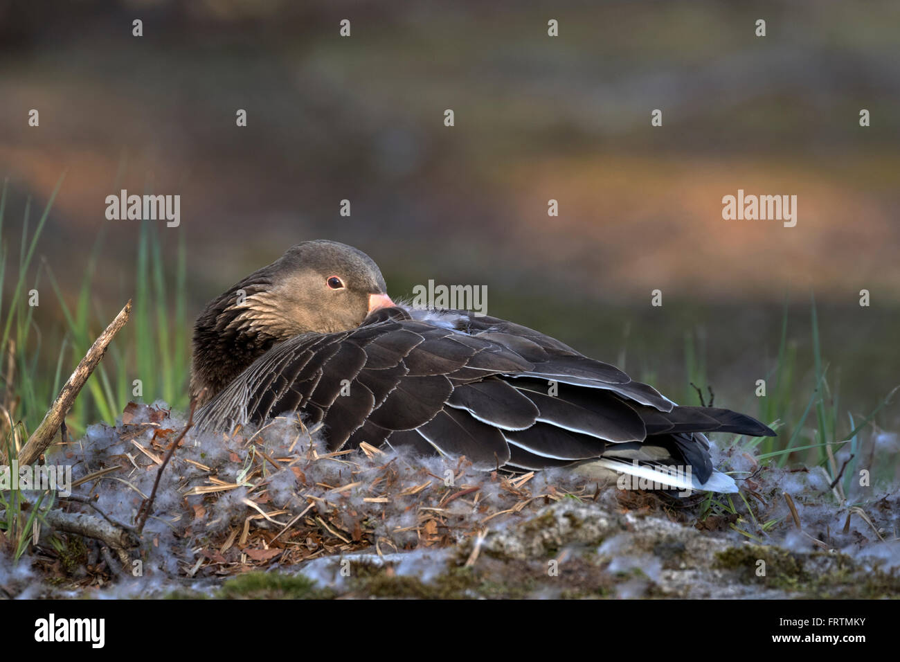 Graugans, (Anser Anser), Rasse, Hamburg, Deutschland, Europa Stockfoto