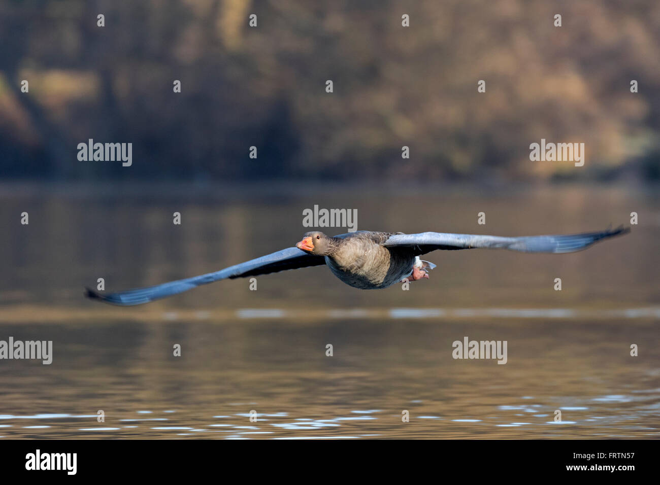Graugans (Anser Anser), fliegen, Hamburg, Deutschland, Europa Stockfoto