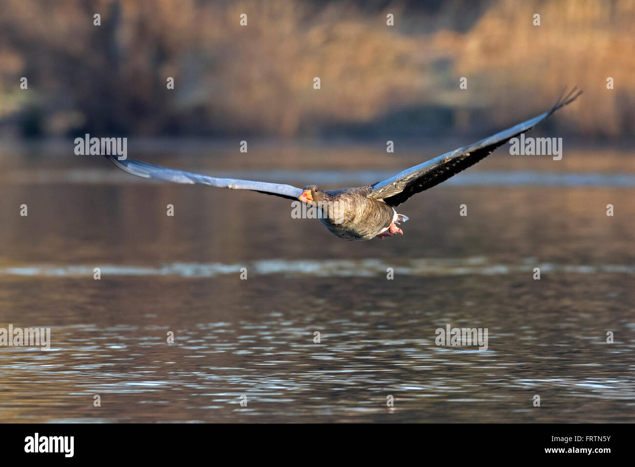 Graugans (Anser Anser), fliegen, Hamburg, Deutschland, Europa Stockfoto