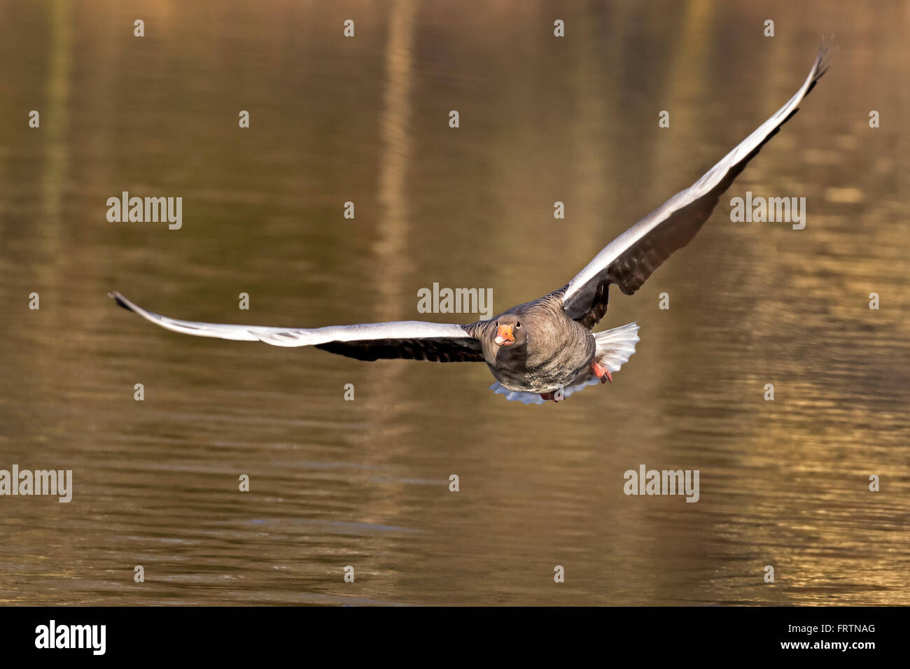 Graugans (Anser Anser), fliegen, Hamburg, Deutschland, Europa Stockfoto