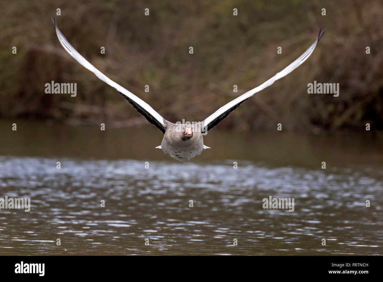 Graugans (Anser Anser), fliegen, Hamburg, Deutschland, Europa Stockfoto