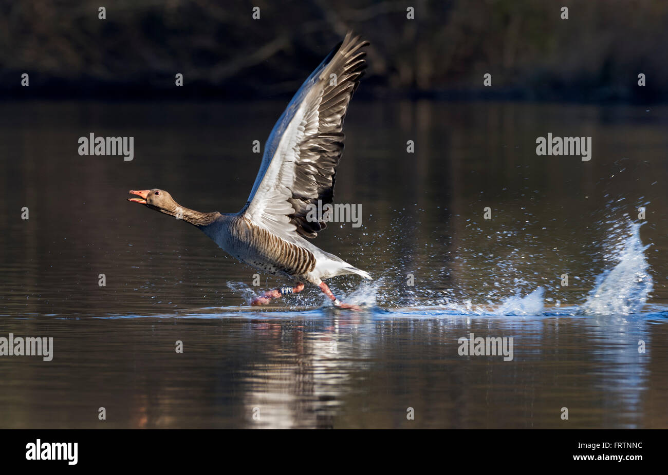 Graugans (Anser Anser) ab, Hamburg, Deutschland, Europa Stockfoto