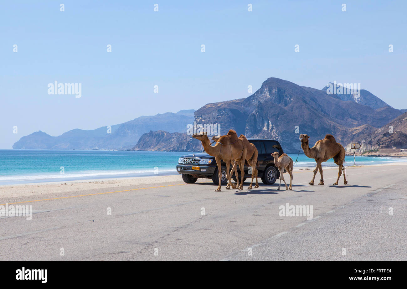 Al Mughsayl, Oman - Januar 10: Kamele getrieben zu Weiden, begleitet von ihrem Besitzer im LKW. 10. Januar 2016. Stockfoto
