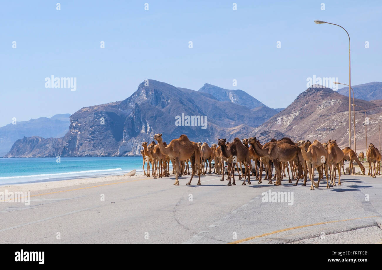 Kamele, die beim Überqueren der Straße in der Nähe von Al Mughsayl, Dhofar, Oman. Stockfoto