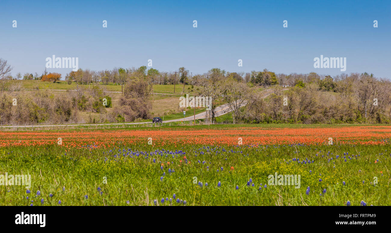 Felder von Texas Indian Paintbrush und Texas Bluebonnet Wildblumen auf FM 362 in der Nähe von Whitehall, Texas. Stockfoto