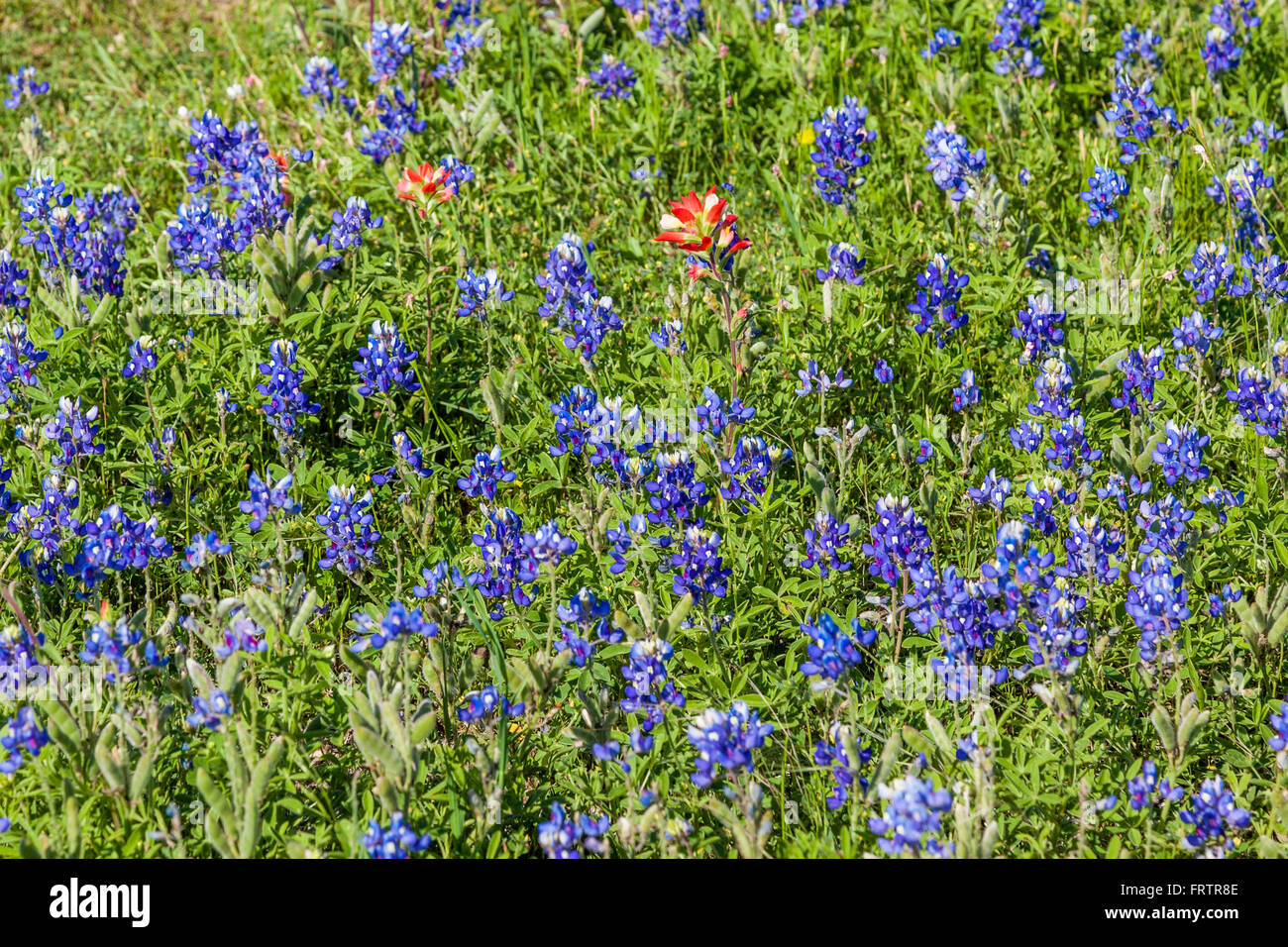 Texas Bluebonnets und Indian Paintbrush in alten Baylor College Park in Unabhängigkeit, Texas. Stockfoto
