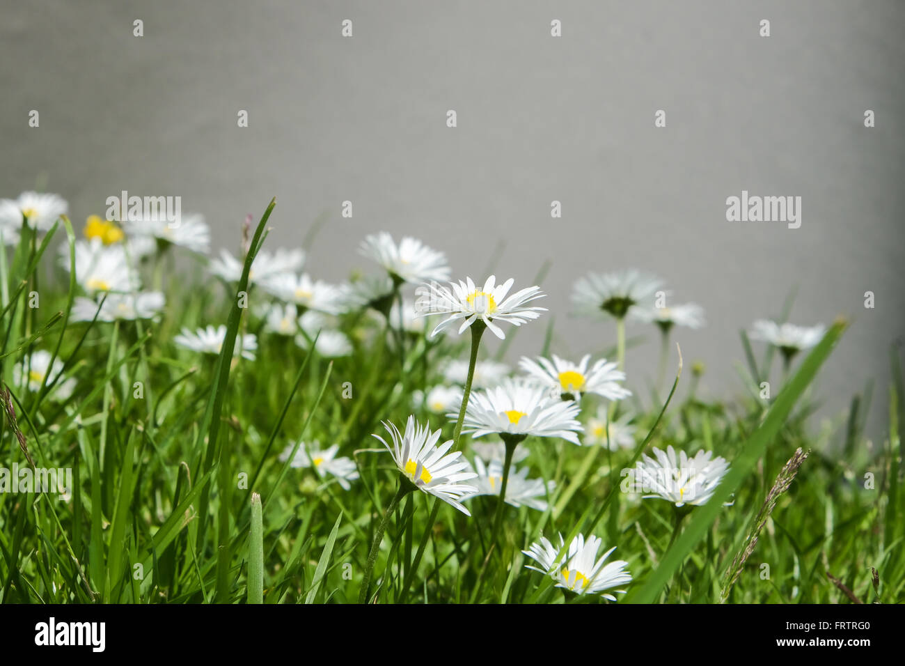 Gruppe von Bellis Perennis auf einer Wiese Stockfoto