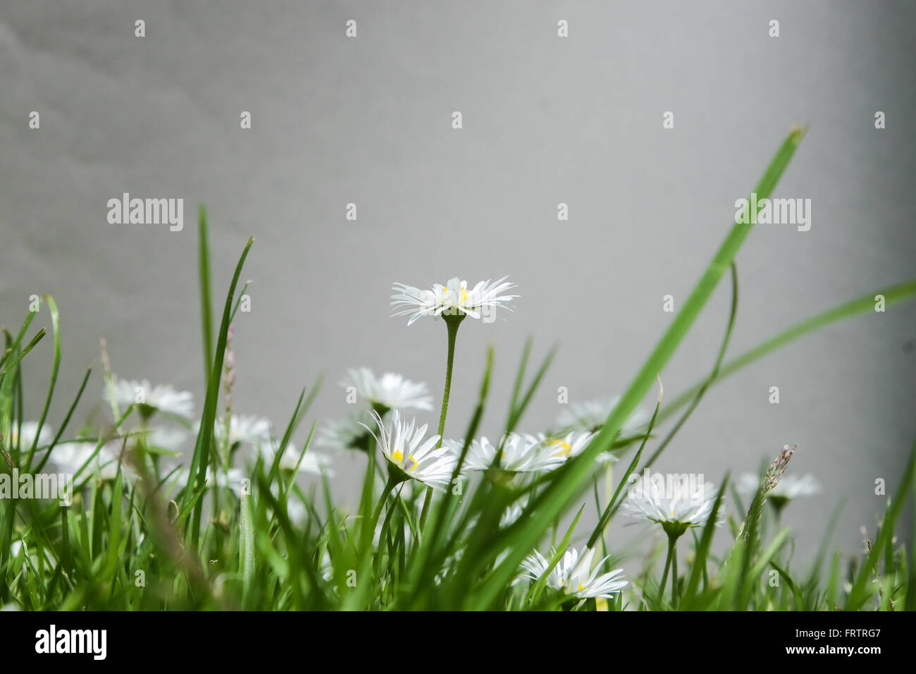 Gruppe von Gänseblümchen im Rasen, fotografiert im Rasen Ebene Stockfoto