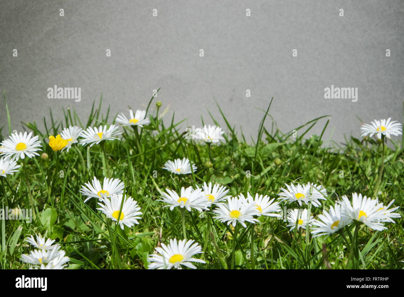 Viele Bellis Perennis - Gänseblümchen Commom - stehen in einer Wiese vor einer grauen Wand Stockfoto