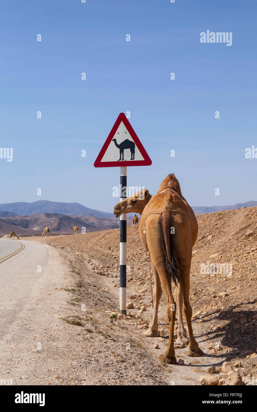 Kamel Warnzeichen Straße in Dhofar, Oman. Stockfoto