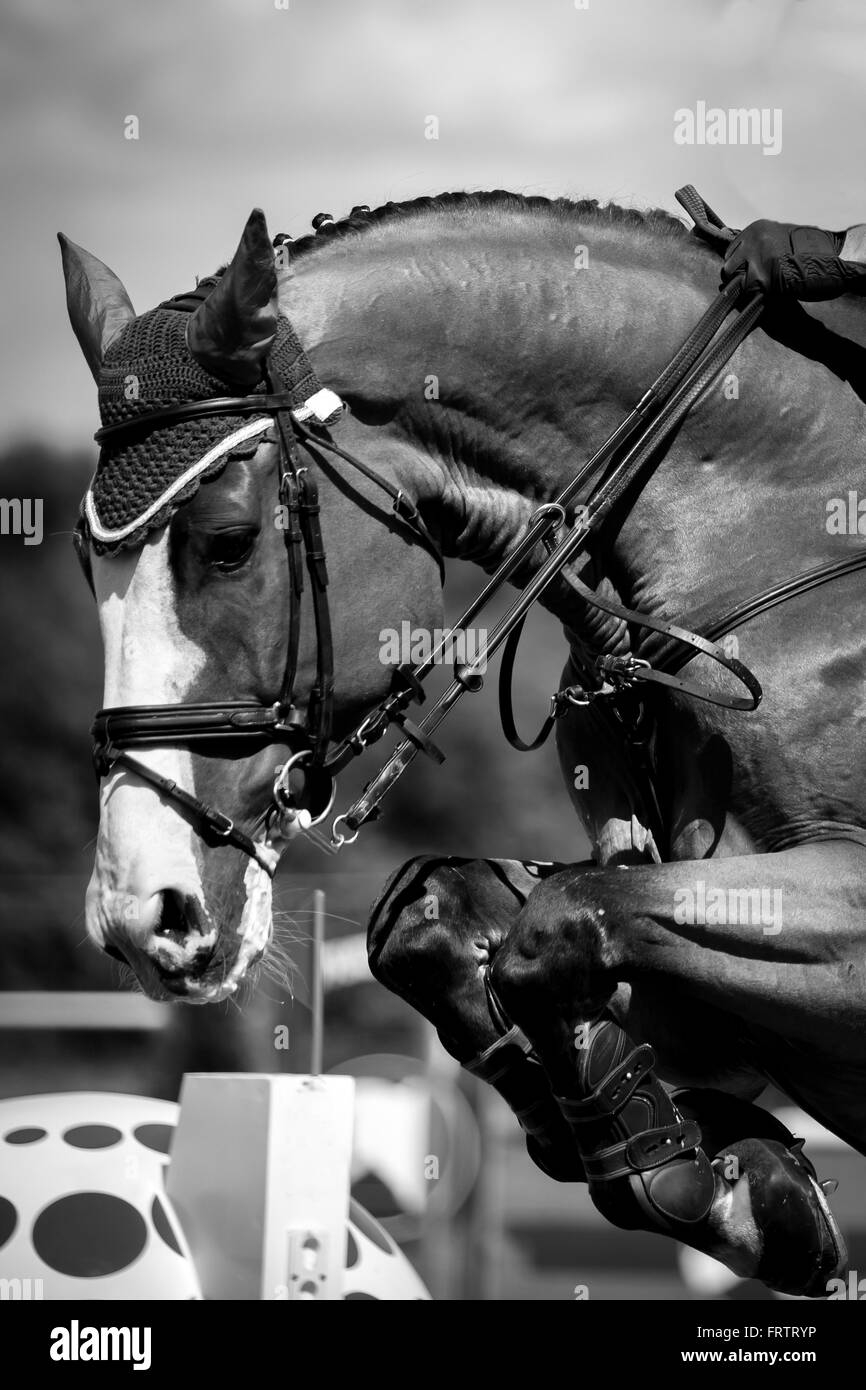 Pferdesport, Pferd, springen, Springreiten, Reiten unter dem Motto Foto Stockfoto