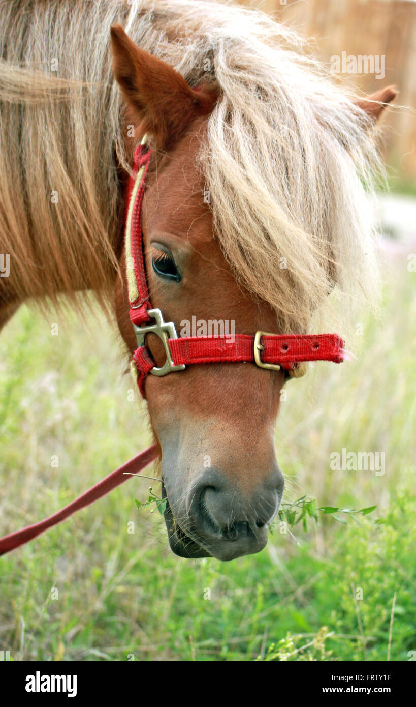 Porträt eines Shetland-Ponys mit Rasen in den Mund Stockfoto