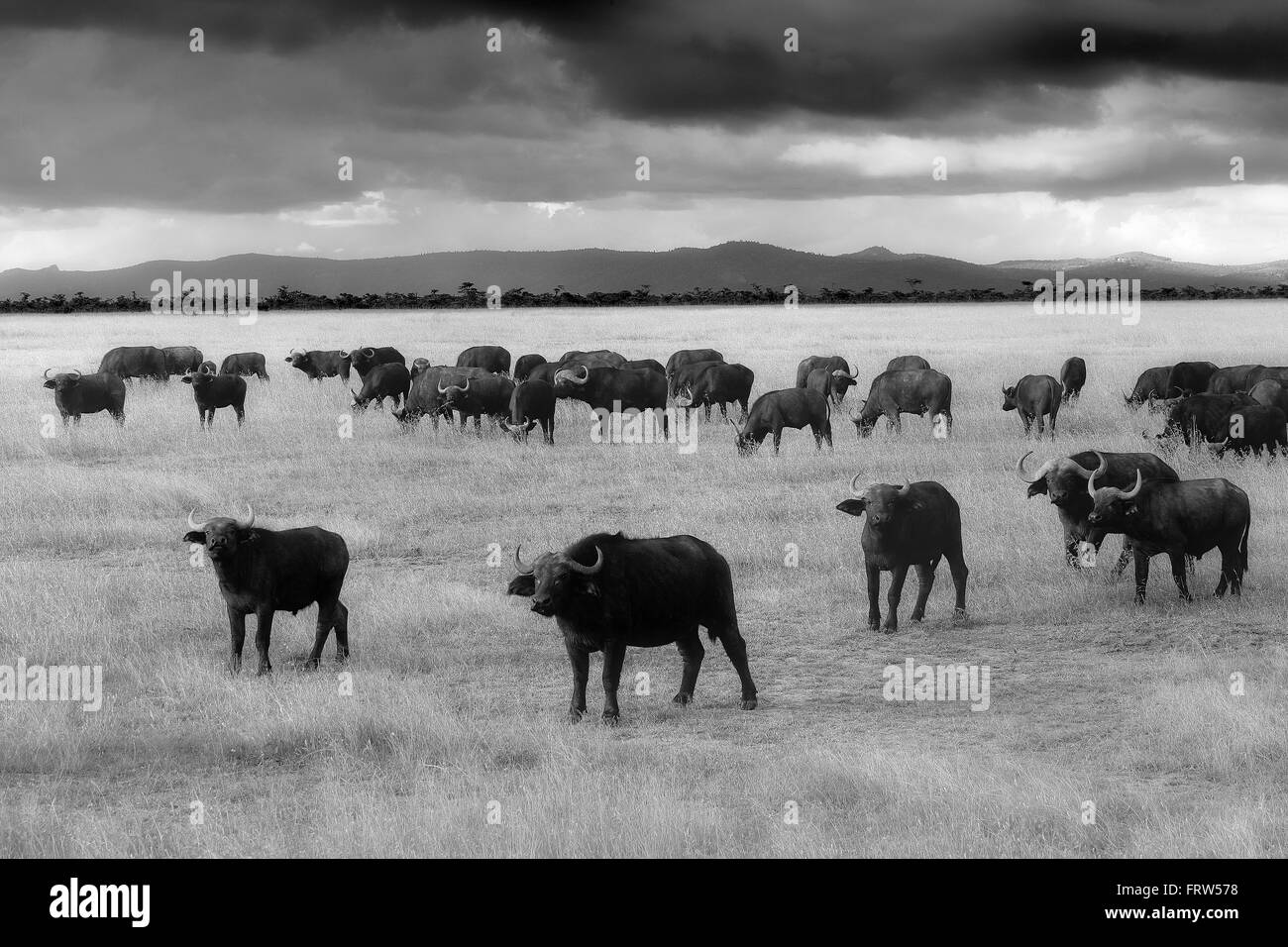 Kenia, Great Rift Valley, Lake Nakuru National Park, Kaffernbüffel Herde Stockfoto