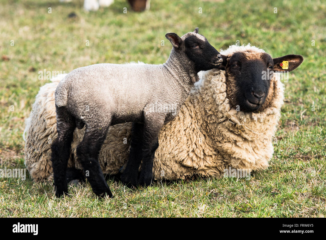 Mutter Schafe und ihr Lamm Stockfoto