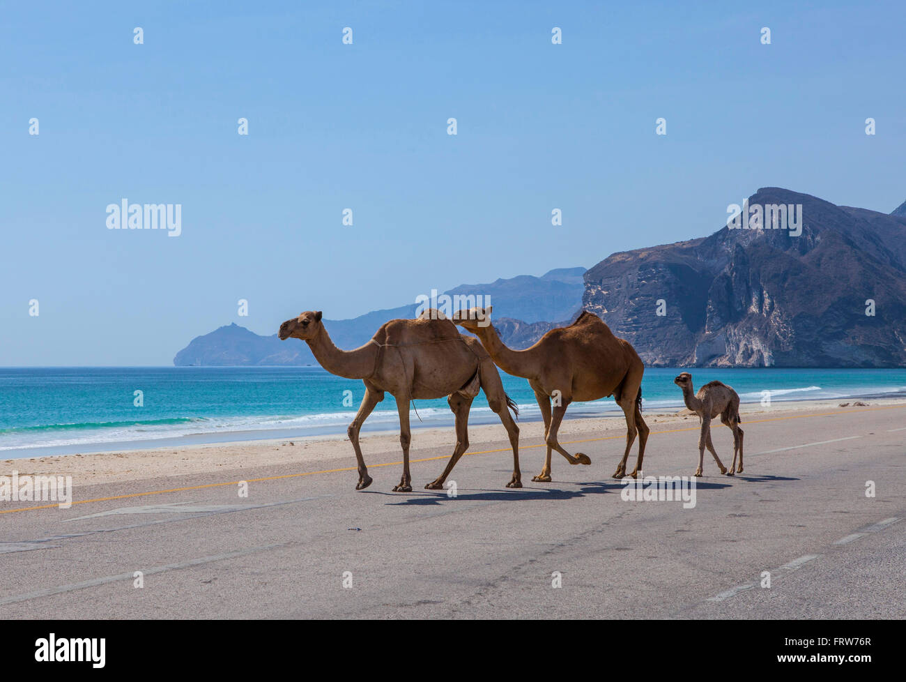Kamele, die beim Überqueren der Straße in der Nähe von Salalah, Dhofar, Oman. Stockfoto