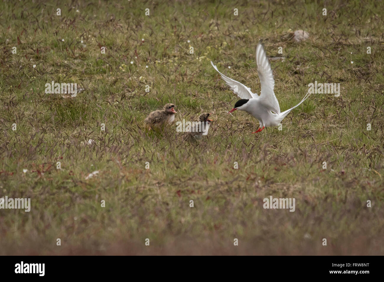 Island, Stern, die Fütterung der Jungvögel Stockfoto