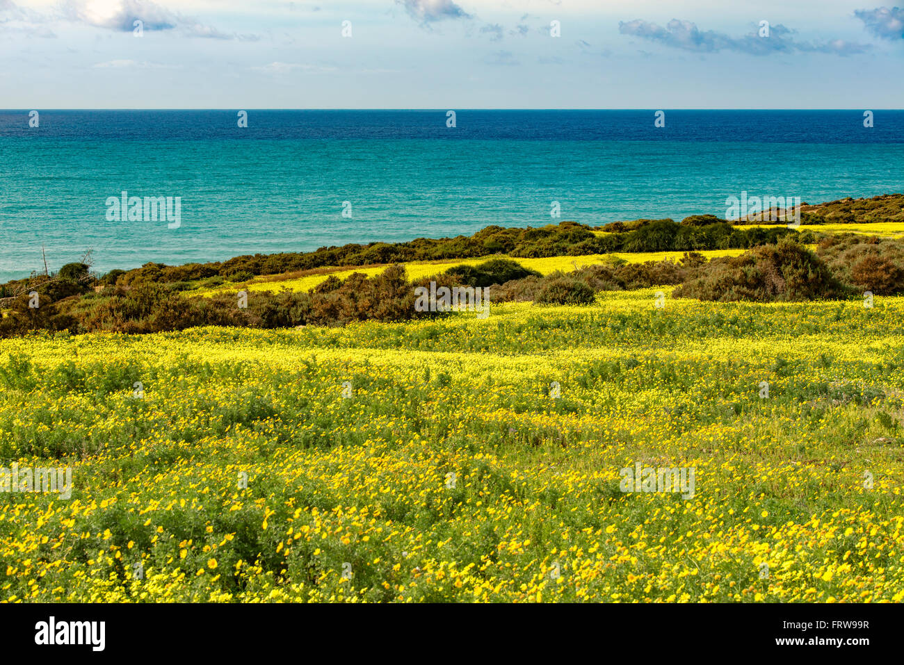 Italien, Sizilien, Küste, blühende Pflanzen, Bermuda buttercup Stockfoto