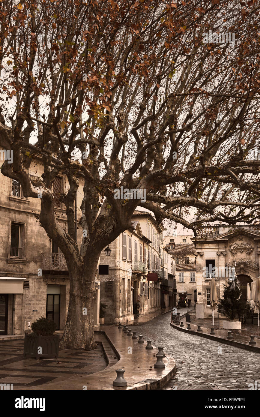 Frankreich, Avignon, Baum, Straße Stockfoto