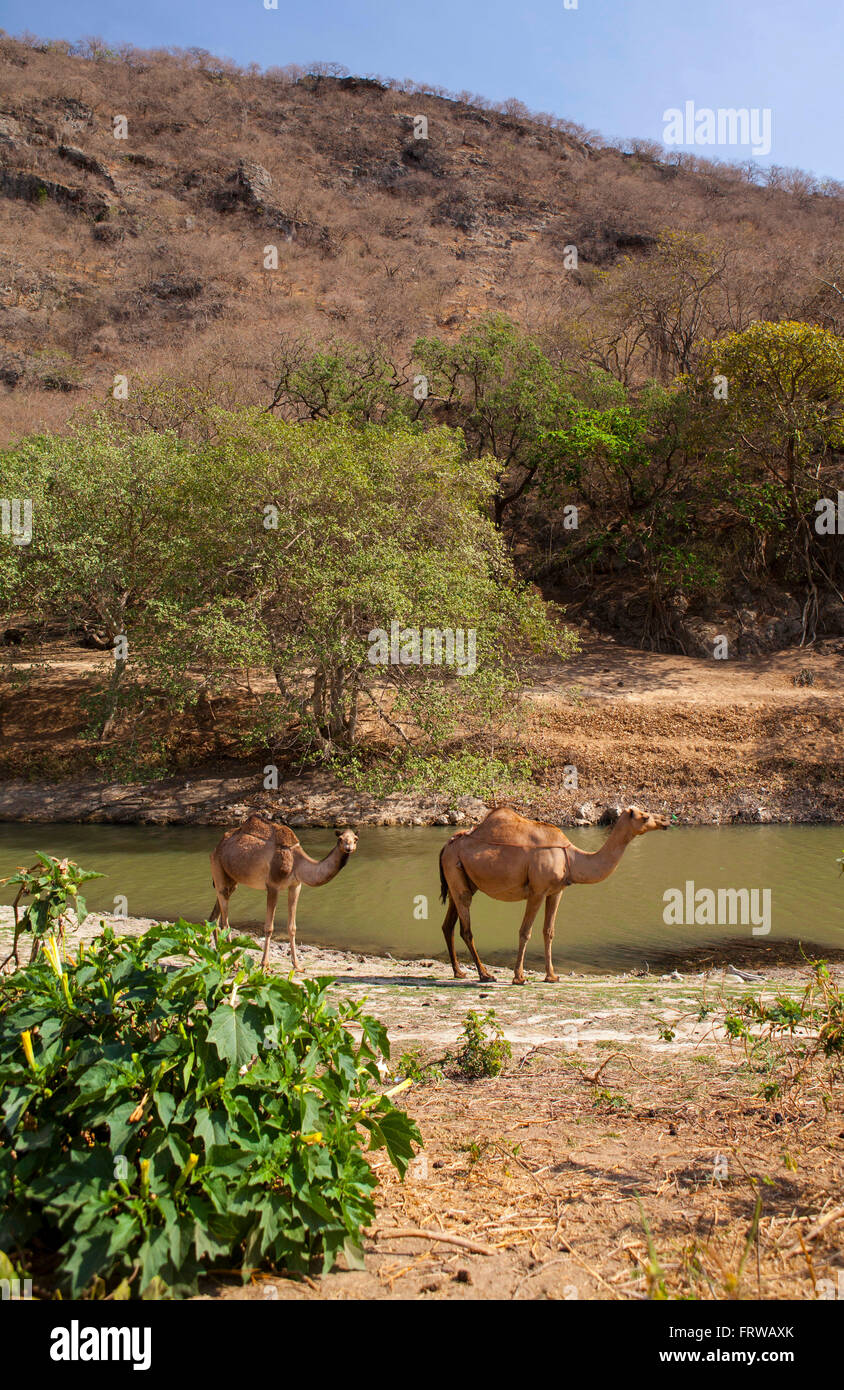 Bild von Kamelen in Dhofar-Gebirge, Oman. Stockfoto