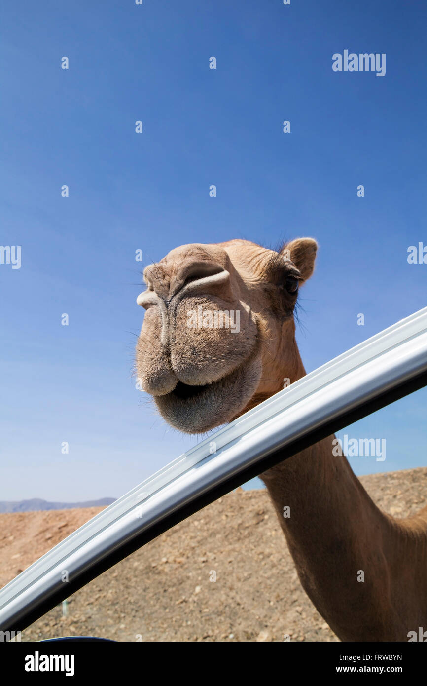 Neugierig und freundlich Kamel in der Nähe von Salalah, Oman... Stockfoto