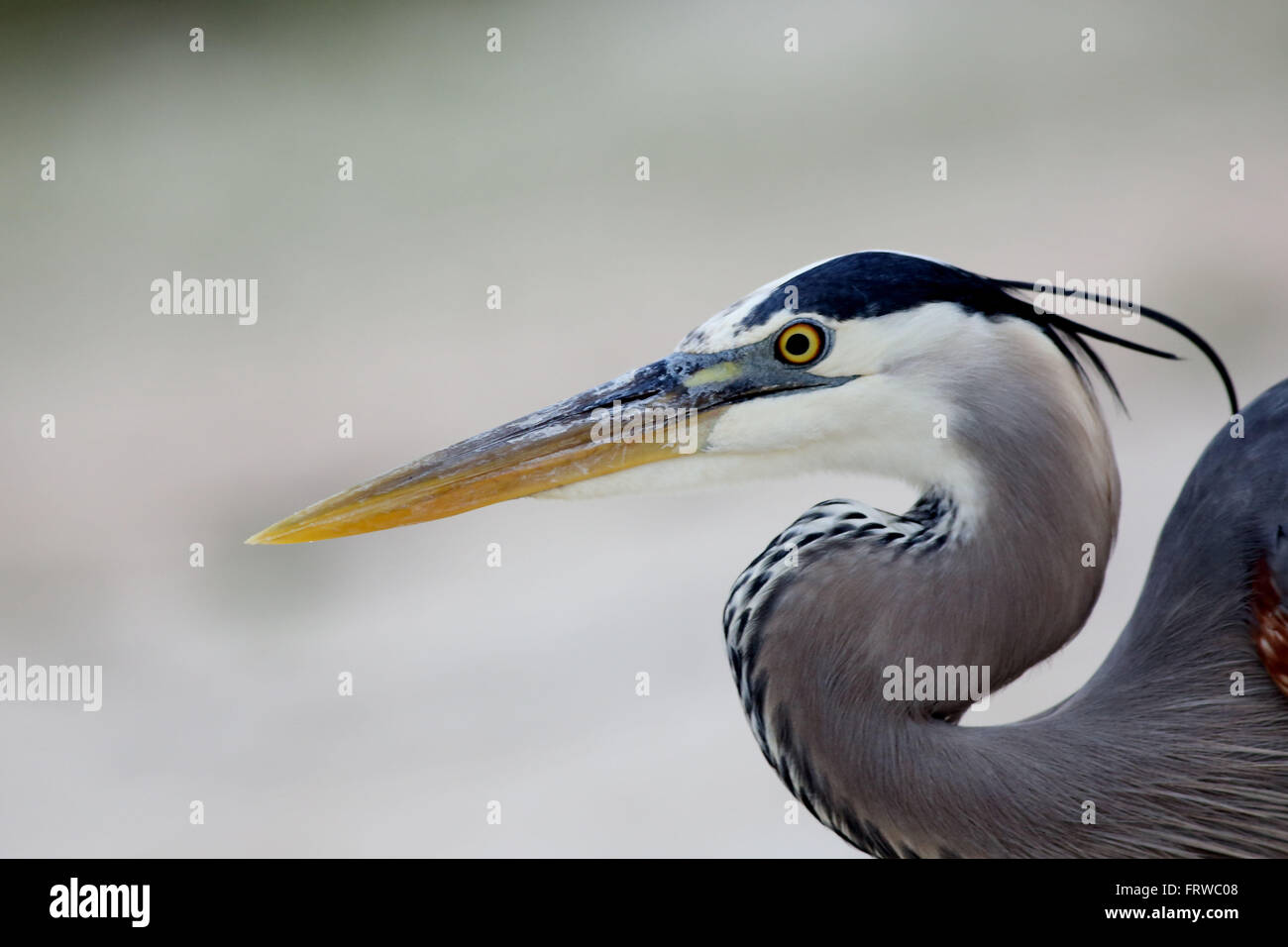 Great Blue Heron Kopf geschossen Stockfoto