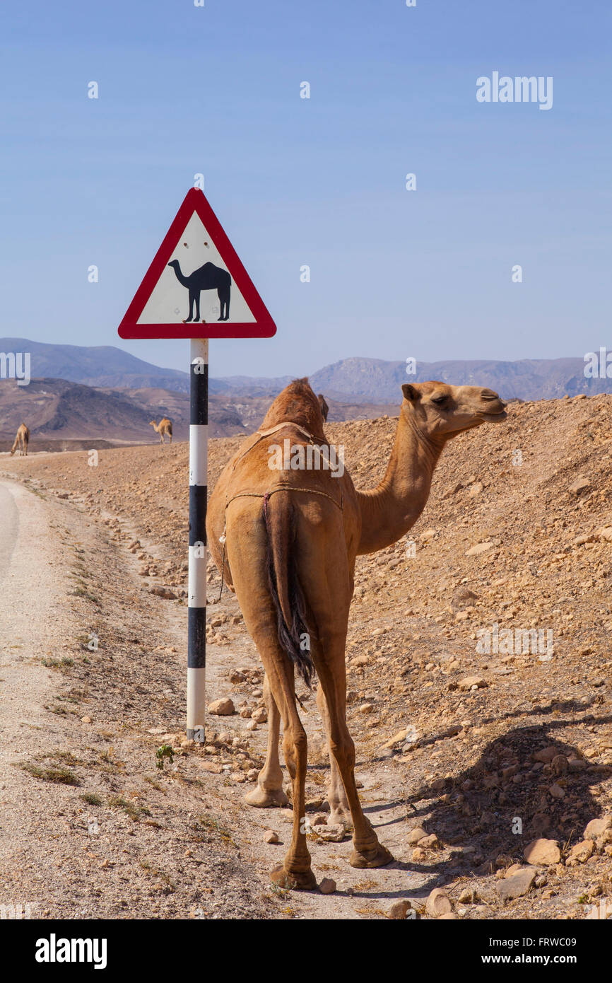 Kamel Kreuzung Straßenschild in Oman Straße Stockfoto