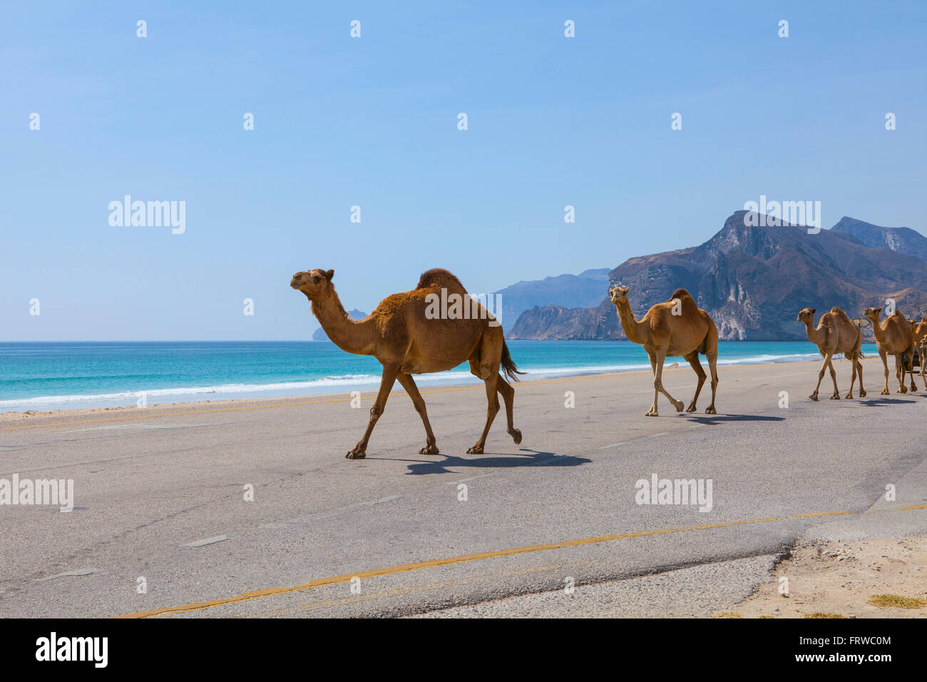 Kamele auf der Straße in der Nähe von Al Mughsayl. Stockfoto