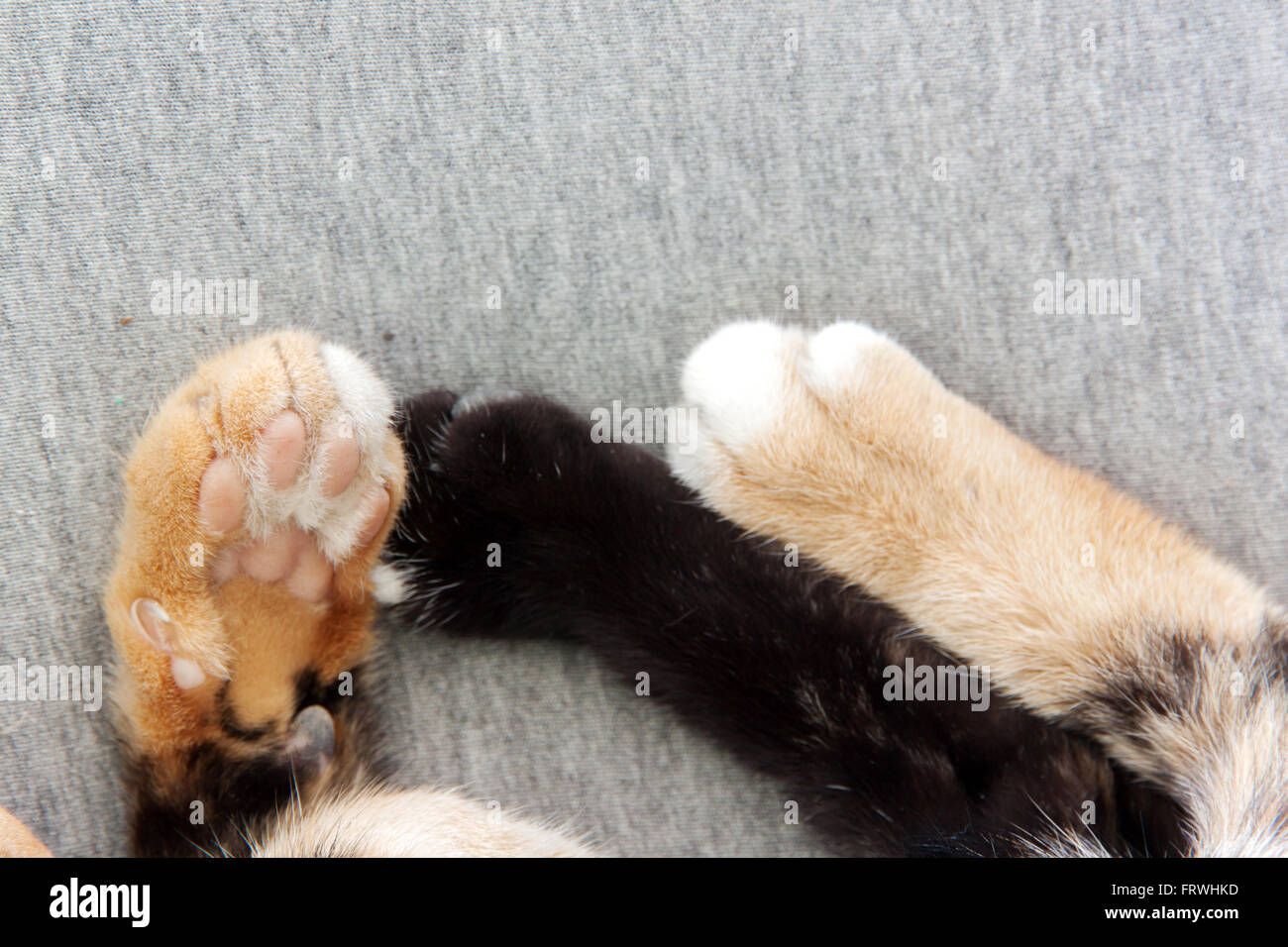 Katze Füße Nahaufnahme. Katze schläft auf einer grauen Decke Stockfoto