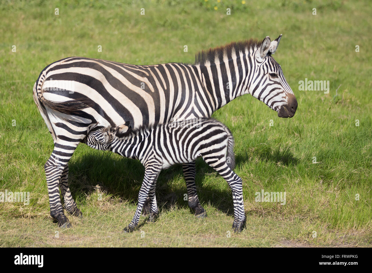 Mutter Pflege Fohlen Zebra, Equus Quagga. Stockfoto