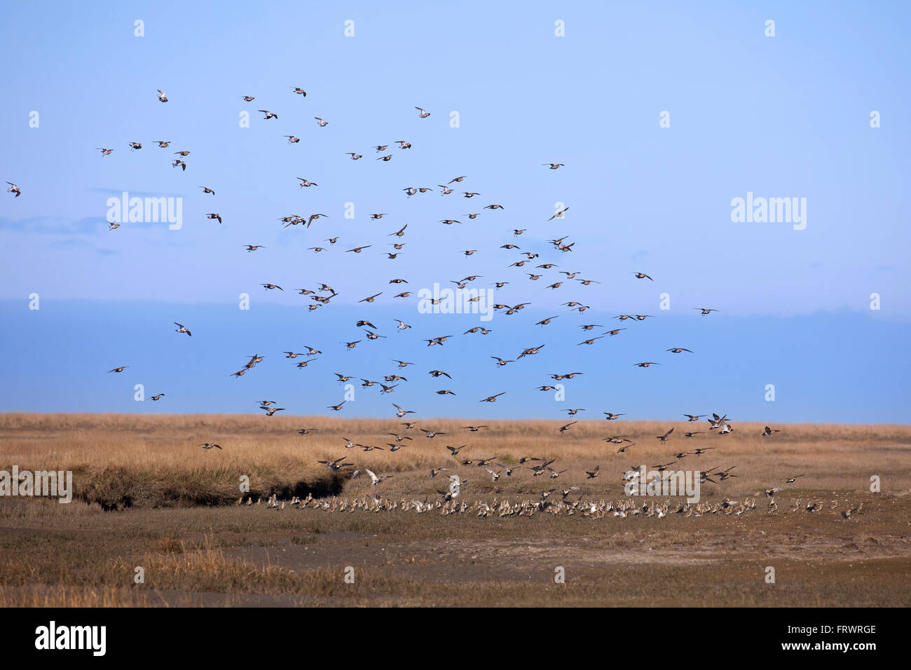 Europäische goldene Regenpfeifer / eurasischen Goldregenpfeifer (Pluvialis Apricaria), flock Landung im Feuchtgebiet Stockfoto