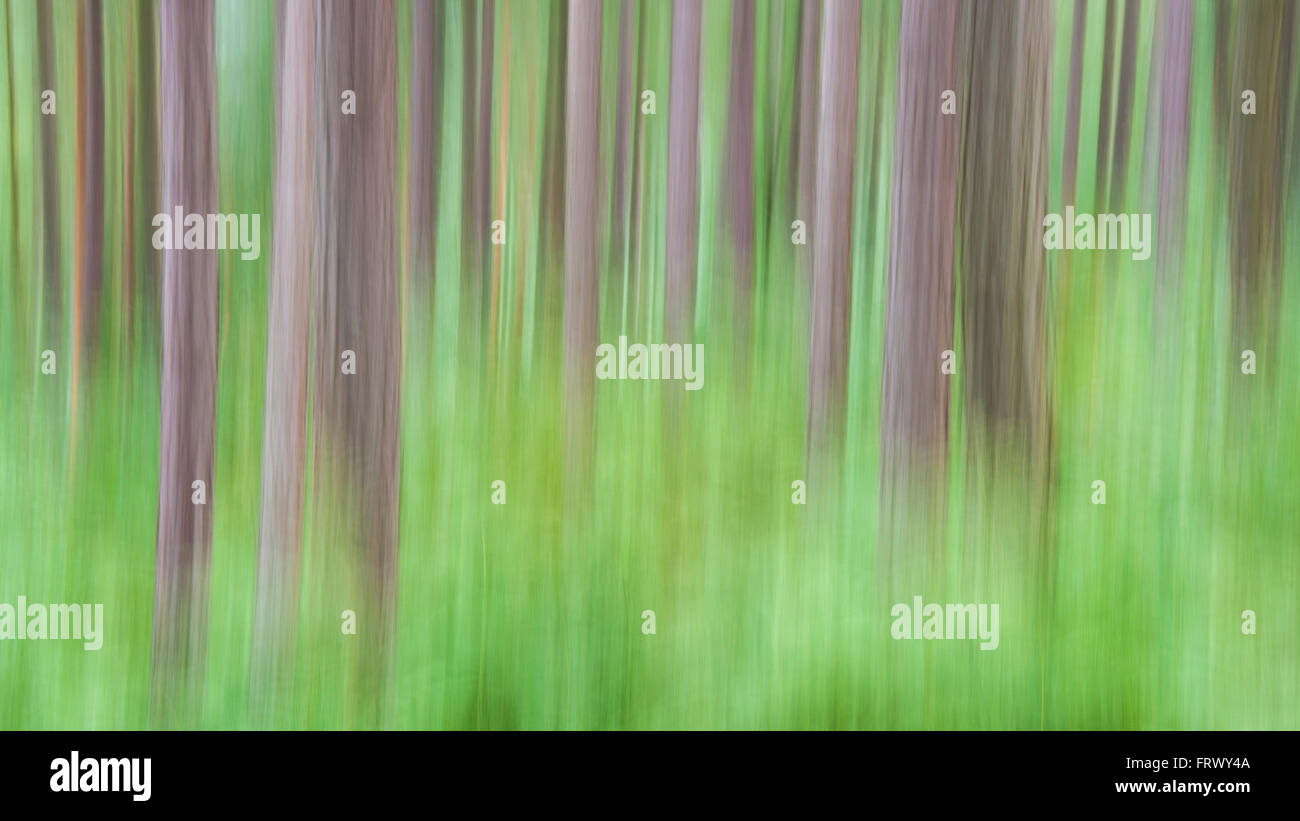 Beispiel für ICM (absichtliche Kamerabewegung) in einem Wald im Norden Englands. Föhren mit Grün unter. Stockfoto