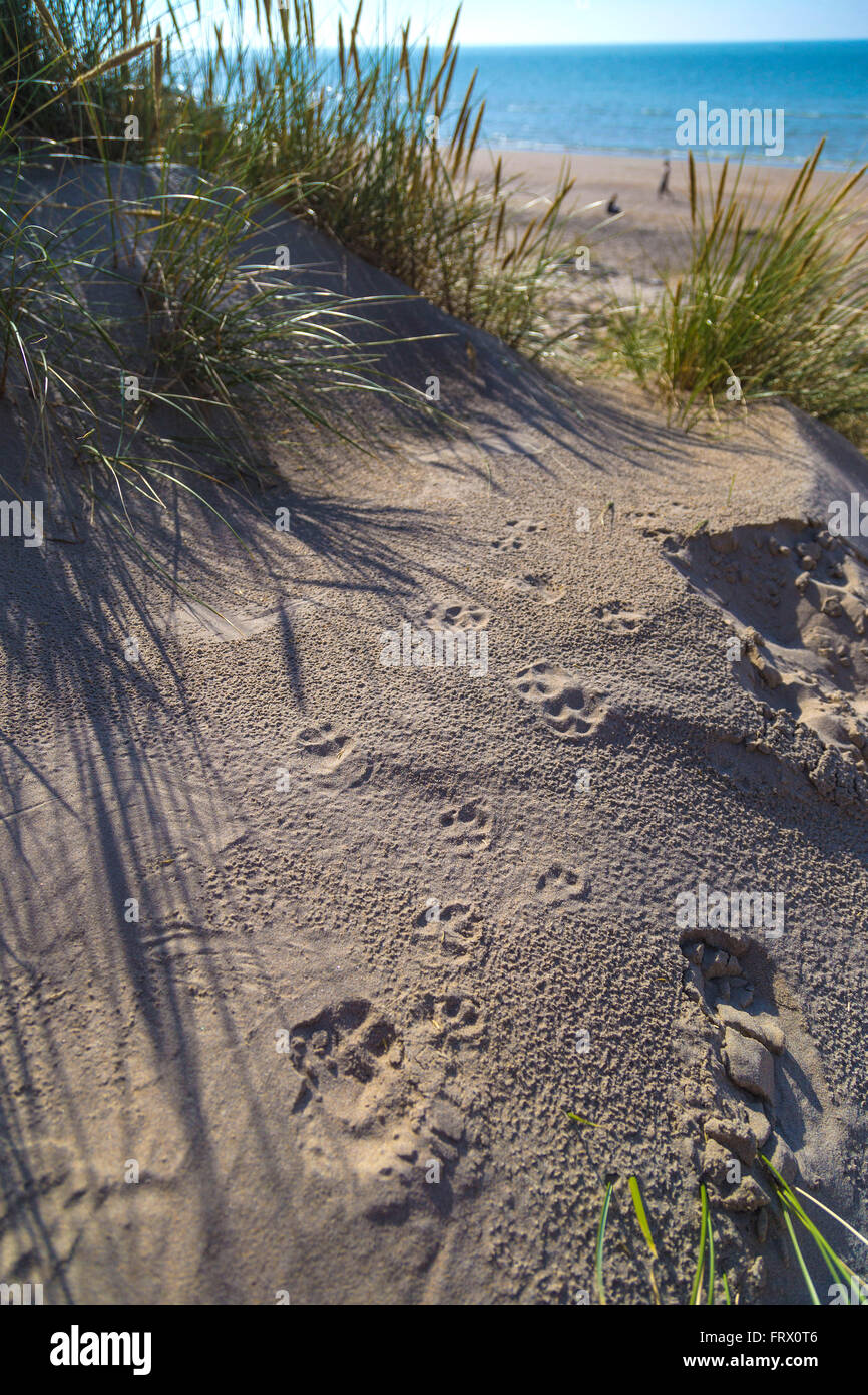 Hund Pfote Drucke auf dem Sand in den Dünen bei De Haan, belgische Nordseeküste Stockfoto