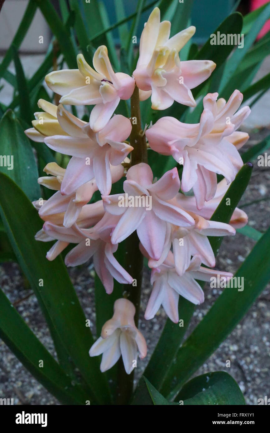 Hyazinthe Pflanze mit Blumen in voller Blüte. Stockfoto