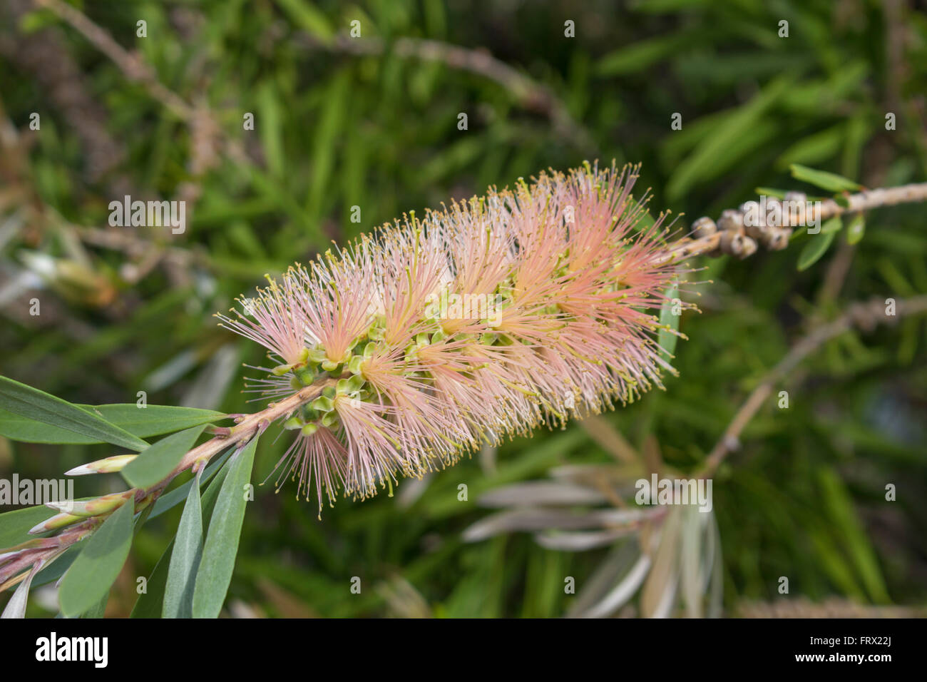 Blass rosa Zylinderputzer australische Bottlebrush Blüte