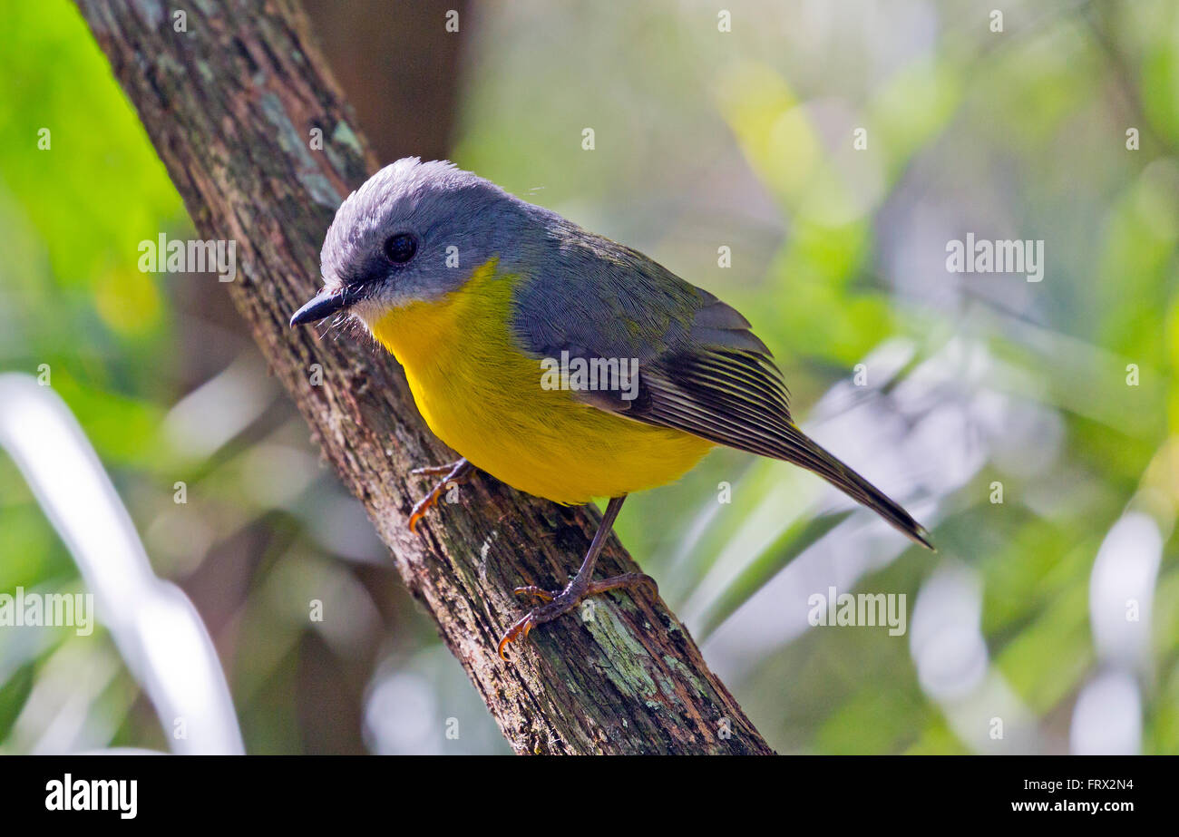 Vögel von Australien - fotografiert Vögel in Australien sowohl wild als auch in Gefangenschaft, Native und Non-native Stockfoto