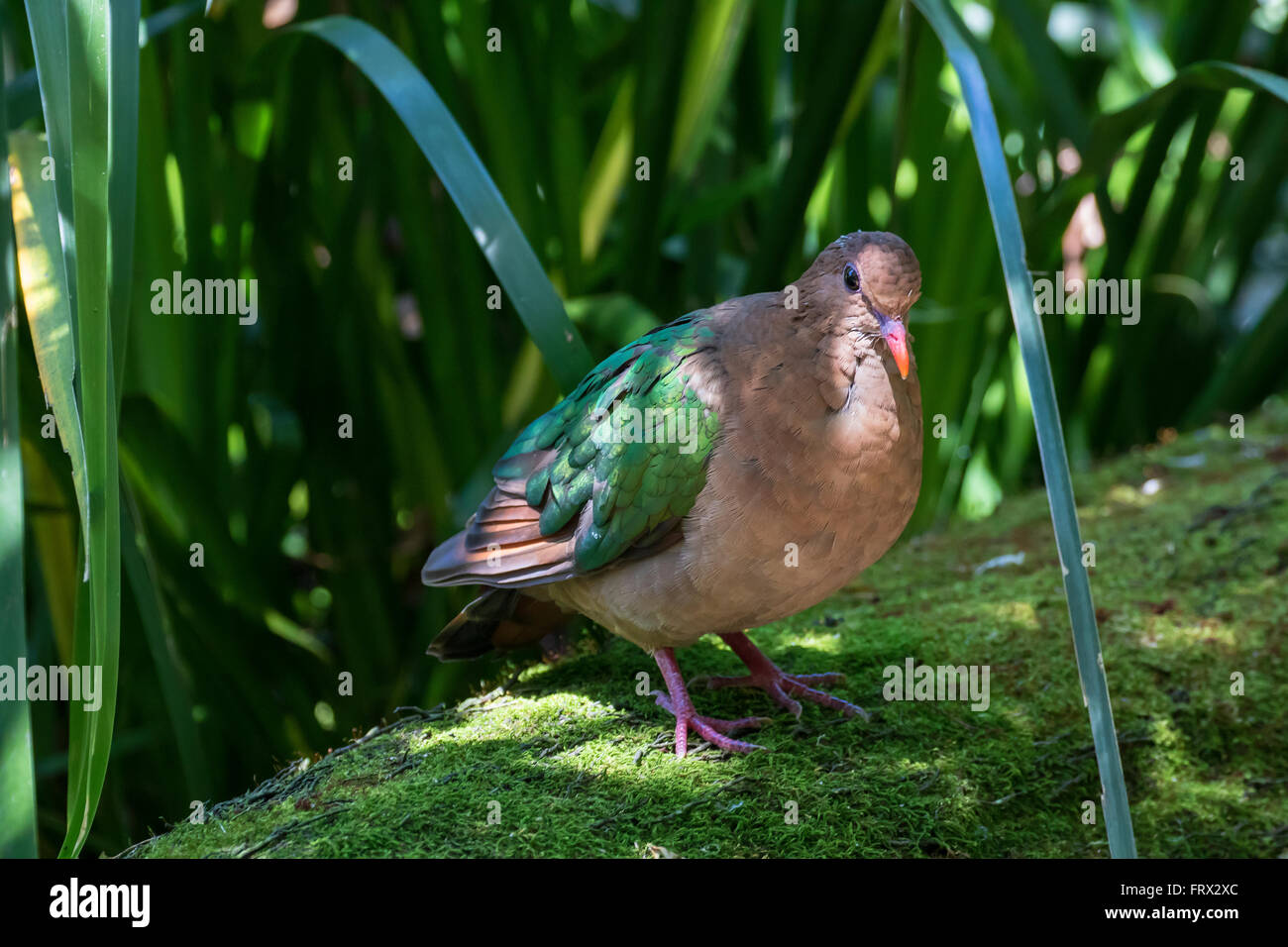 Emerald Dove Stockfoto